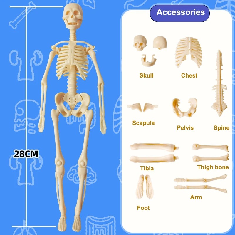 3D Human Anatomy puzzle for young Scientifics