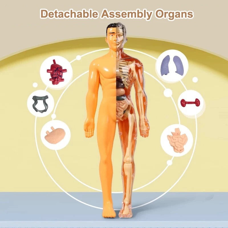 3D Human Anatomy puzzle for young Scientifics