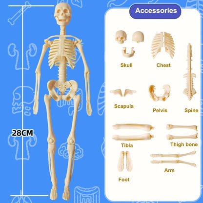 3D Human Anatomy puzzle for young Scientifics