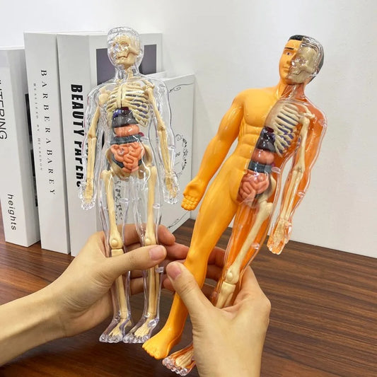 3D Human Anatomy puzzle for young Scientifics