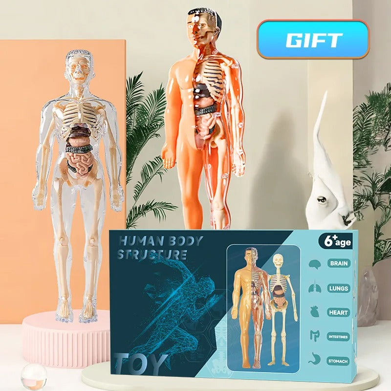 3D Human Anatomy puzzle for young Scientifics