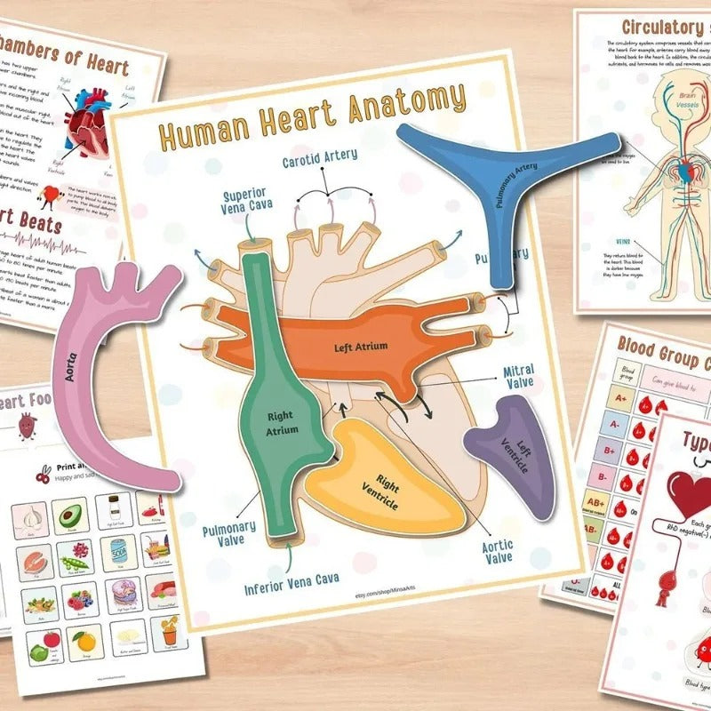 Human Anatomy Busy Book