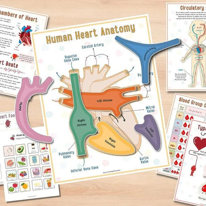 Human Anatomy Busy Book