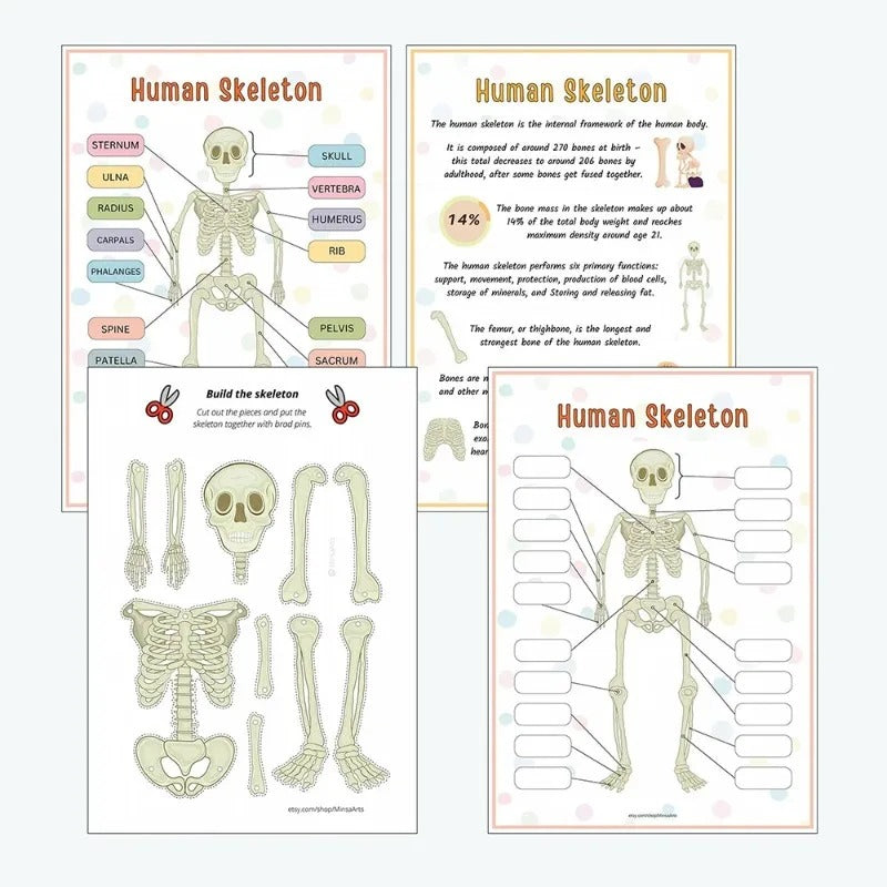 Human Anatomy Busy Book