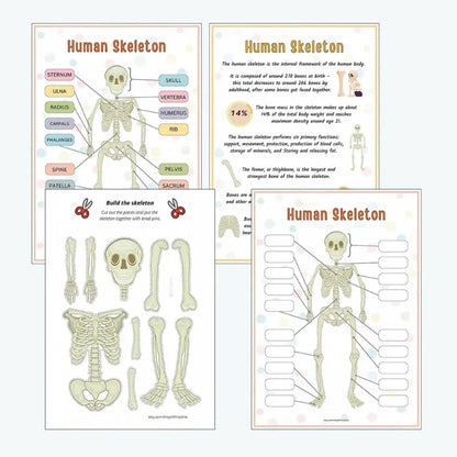 Human Anatomy Busy Book