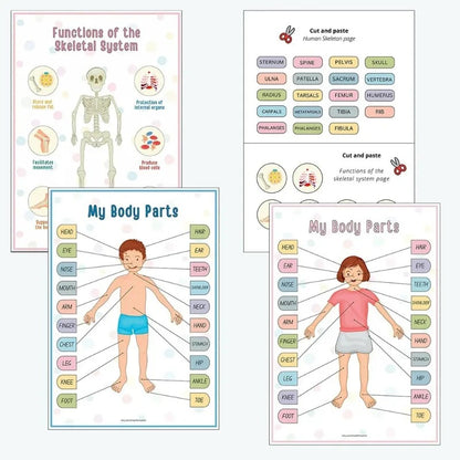 Human Anatomy Busy Book