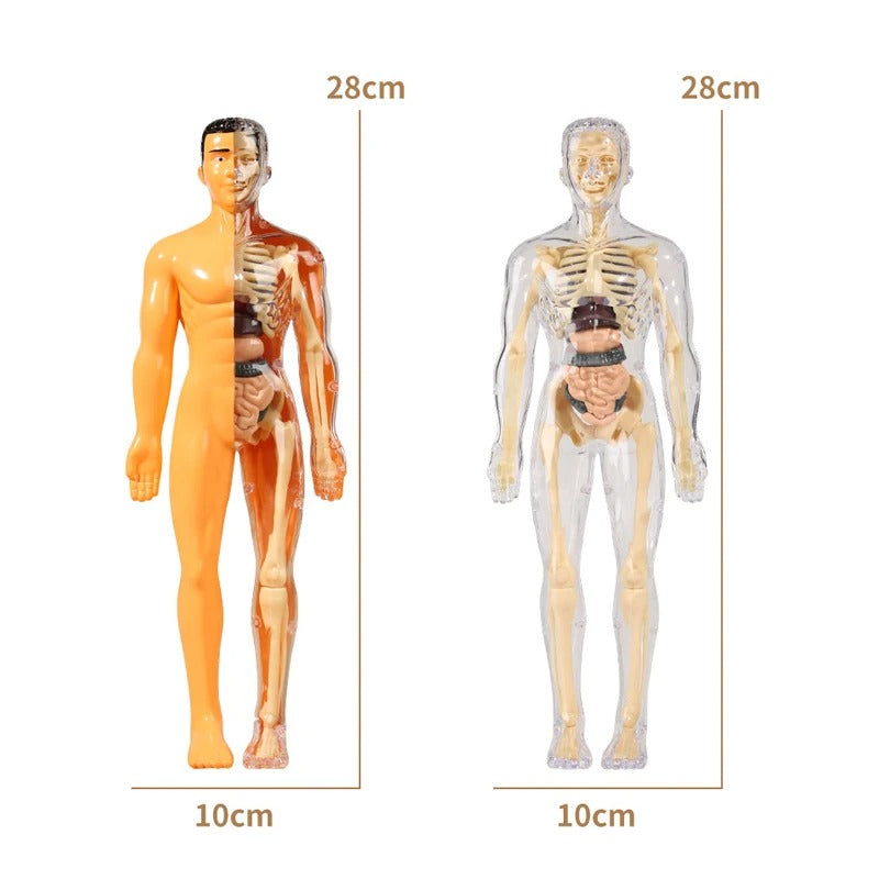 3D Human Anatomy puzzle for young Scientifics