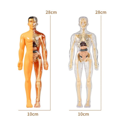 3D Human Anatomy puzzle for young Scientifics