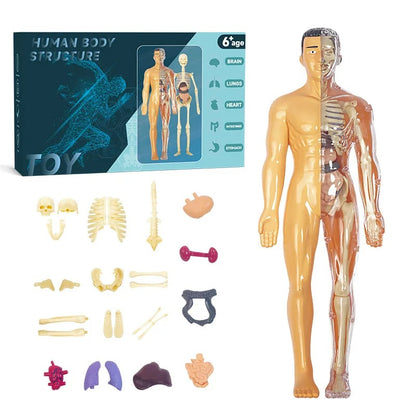 3D Human Anatomy puzzle for young Scientifics