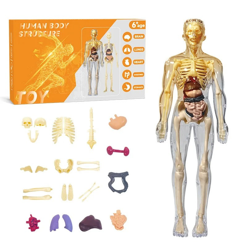 3D Human Anatomy puzzle for young Scientifics